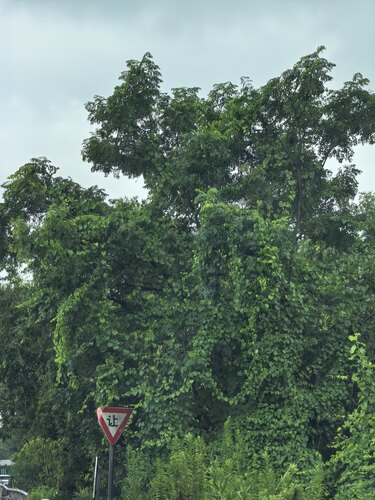 kudzu
