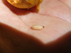 Pouteria campechiana