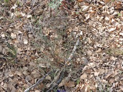 Euphorbia nicaeensis