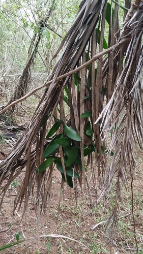 Vanilla palmarum