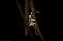 Philenora chionastis