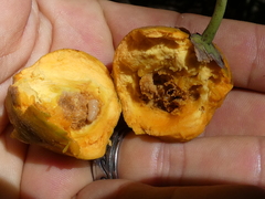 Pouteria campechiana