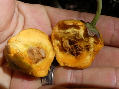 Pouteria campechiana