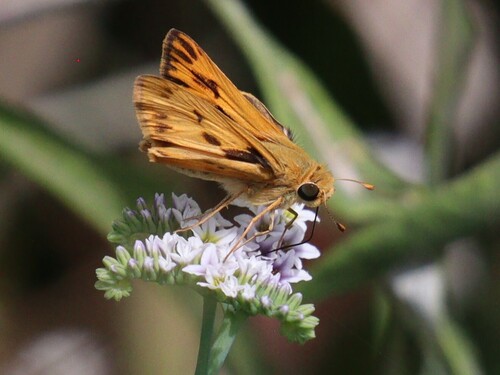 iNaturalist observation photo of Fiery Skipper