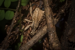 Leptopius orthodoxus