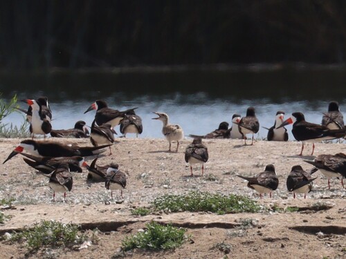 iNaturalist observation photo of Black Skimmer