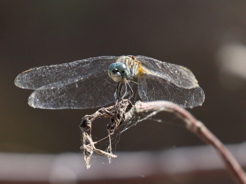 iNaturalist observation photo of Blue Dasher