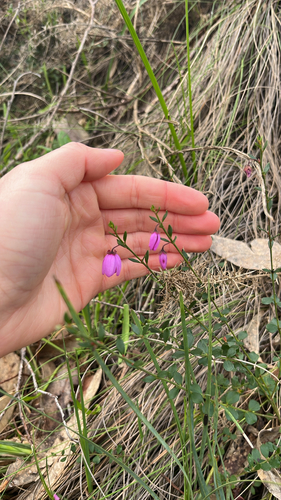 Pink-bells