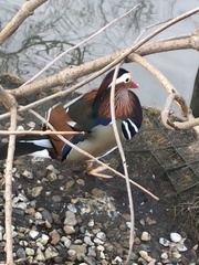 Aix galericulata