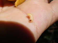 Pouteria campechiana