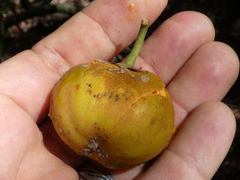 Pouteria campechiana