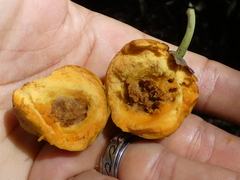 Pouteria campechiana