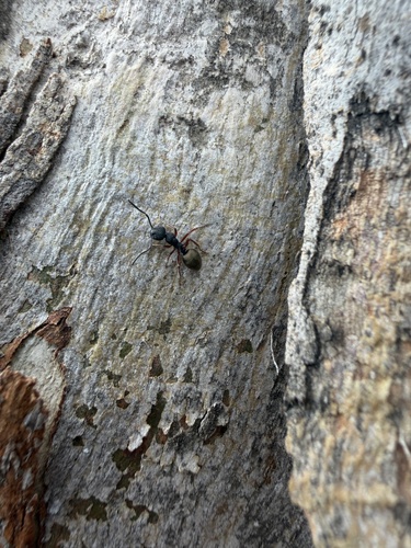 Dolichoderus scabridus