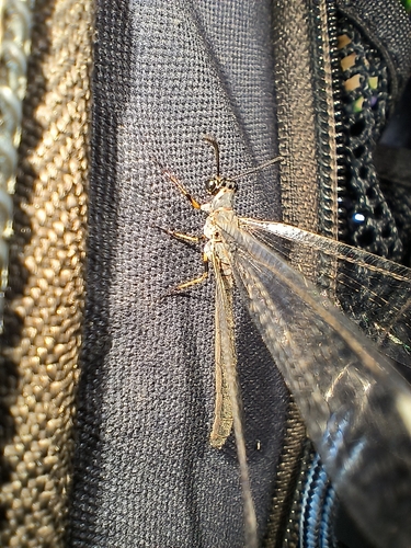 Myrmeleon formicarius