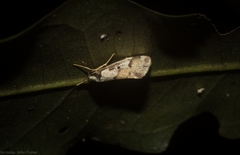 Philenora chionastis