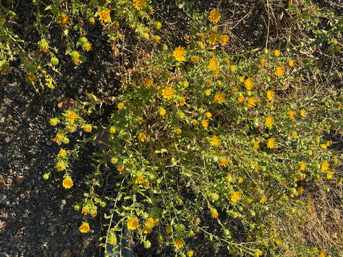 Curlycup Gumweed