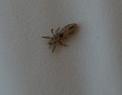 Pediculus humanus capitis
