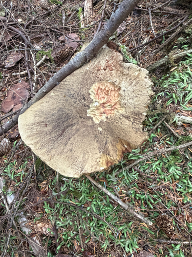 Dark Bitter Bolete