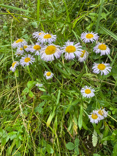 Smooth fleabane