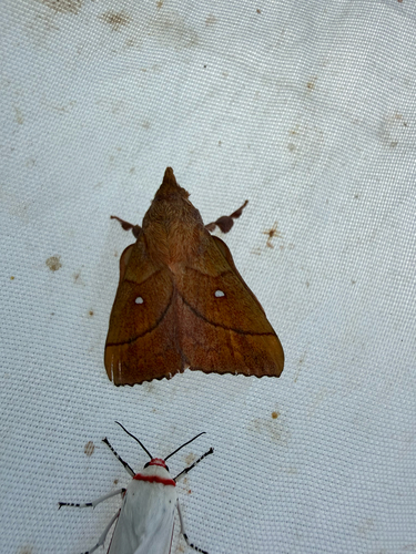 Plum Lappet