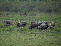 Bubalus arnee