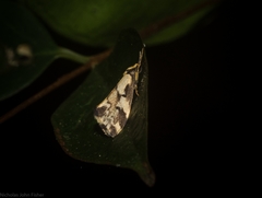 Philenora chionastis