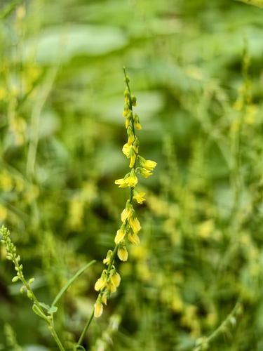 Melilotus suaveolens observed 2026-08-16