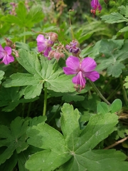 Magnoliopsida