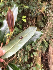 Daphniphyllum himalaense
