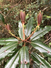 Daphniphyllum himalaense