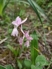 Orchis laeta