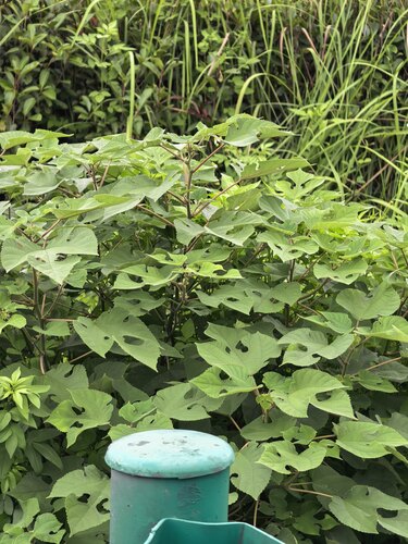 Paper mulberry