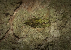 Sorolopha delochlora