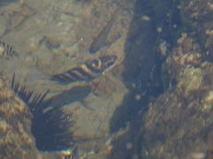 Abudefduf concolor