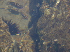 Abudefduf concolor