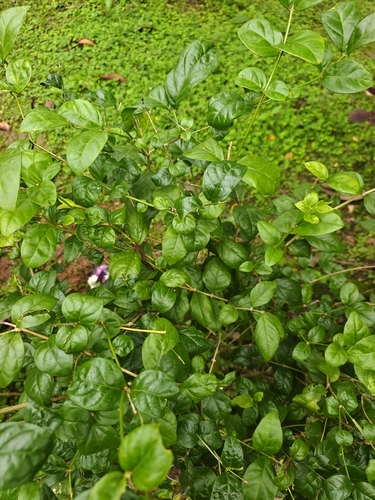 Jasminum sambac observed 2026-08-16