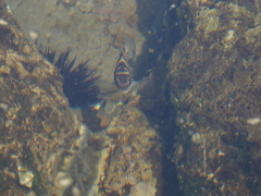 Abudefduf concolor