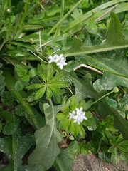 Galium odoratum