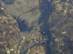 Abudefduf concolor