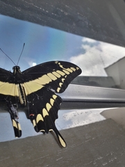 Heraclides thoas brasiliensis