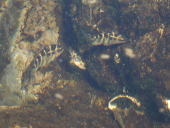 Abudefduf concolor