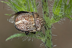 Psacasta exanthematica