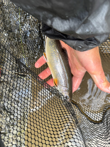 Brook Trout