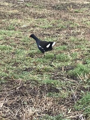Gallinula chloropus