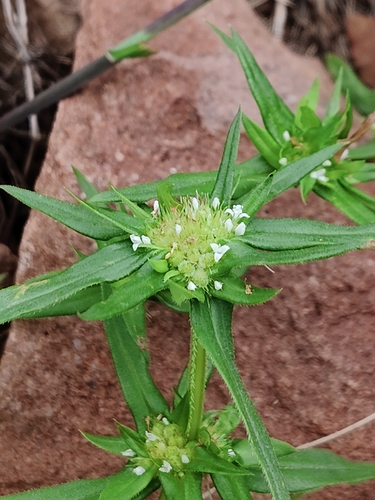 Spermacoce pusilla observed 2026-08-15