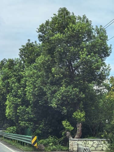 Camphor