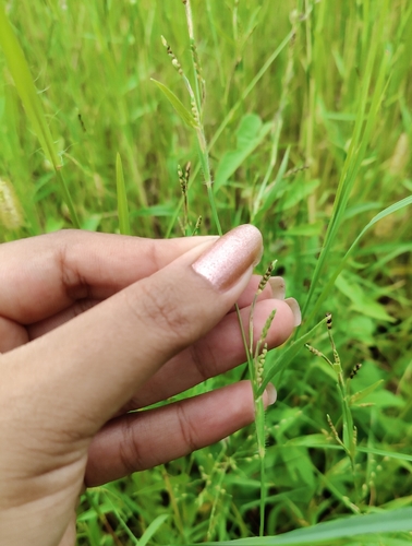 Hackelochloa granularis observed 2026-08-15