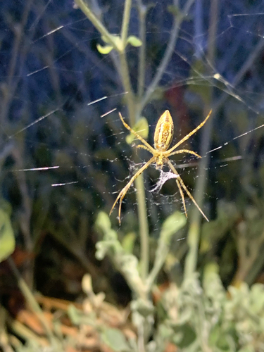 Banded Garden Spider
