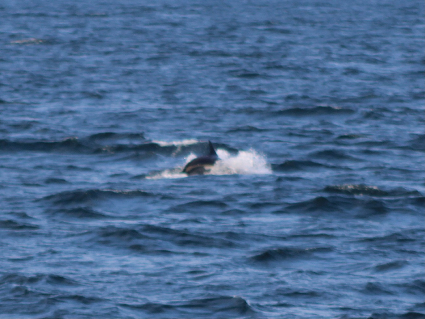 Lagenorhynchus acutus
