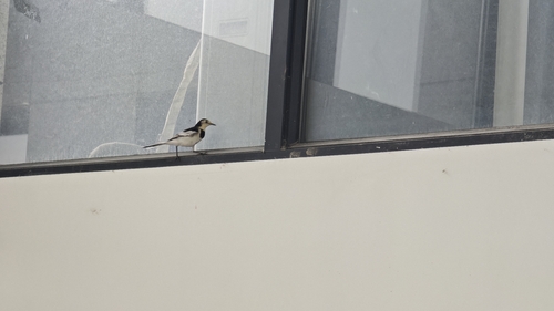 White Wagtail